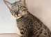 Female F5 savannah