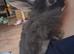 Lionhead mix babies.
