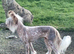Chichi X miniature Wirehaired Dachshund puppies DNA health checked stud
