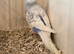Baby budgies