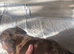REDUCED***4 stunning sizzling sausage boys