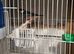 Mixed finches