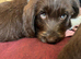 Adorable labradoodle puppies READY NOW