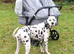 **Exceptional KC Dalmatian Litter Incoming**