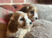 Cockapoo show puppies