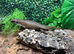 Sudan Plated at Birmingham Reptiles