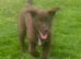 Chunky Chocolate Labrador cross Sheepdog pups