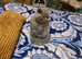 British blue short hair kittens