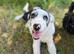 Blue Merle border collie