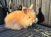 Angora Babies