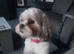 Lhasa apso puppys