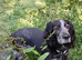 Adult Female Sprocker (Spayed)