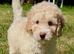 READY NOW! ONLY 1 LEFT, Stunning curly F1b Mini Labradoodle - Health tested parents