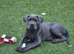 14 week old cane corso male
