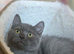 TICA British shorthair Kitten