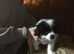 Japanese Chin/Jack Russell cross puppies for sale to good home