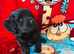 One F1B Cockapoo Boy.