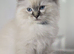READY TO LEAVE - 2 Stunning TICA-Reg Ragdoll Boys