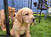 READY TO GO! Labrador KC Reg Puppies.