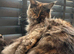 Maine coon kitten