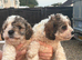 Beautiful Cockapoo Puppies – 1 Boy & 5 Girls – Ready for Loving Homes – £800