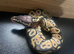 Pastel hypo het pie ball python