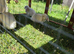 Mini lop babies