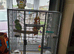 Alexandrine parrot