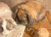 Lion lops bonded pair