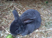 Mini plush lops