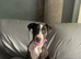 English bull terrier x Staffy girl 15 weeks old