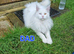 Maine coon