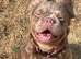 Fluffy French bulldog female