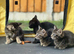 4 beautiful female kittens for sale