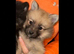 Pomeranian puppies