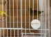 One pair fife canary&rsquo;s fit and healthy