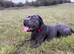 Temporary foster home needed
