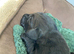 Flat coated retriever puppies