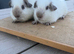 Pure bred California & self black baby male guinea pigs