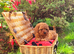 Asian Poodle Male for sale