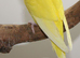 Yellow breeder male
