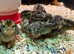 Young Japanese Quail