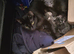 2 kittens looking for new homes