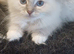 Beautiful Ragdoll kittens looking For the best homes