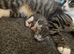 5 boy kittens