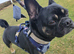 3 year old frug to stud