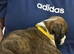 Kc Boxer puppies