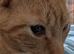 Female Ginger kitten 9 months old