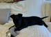 Beautiful girl jrt