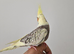 12 Week Old Fully Hand Reared Cockatiel Babies